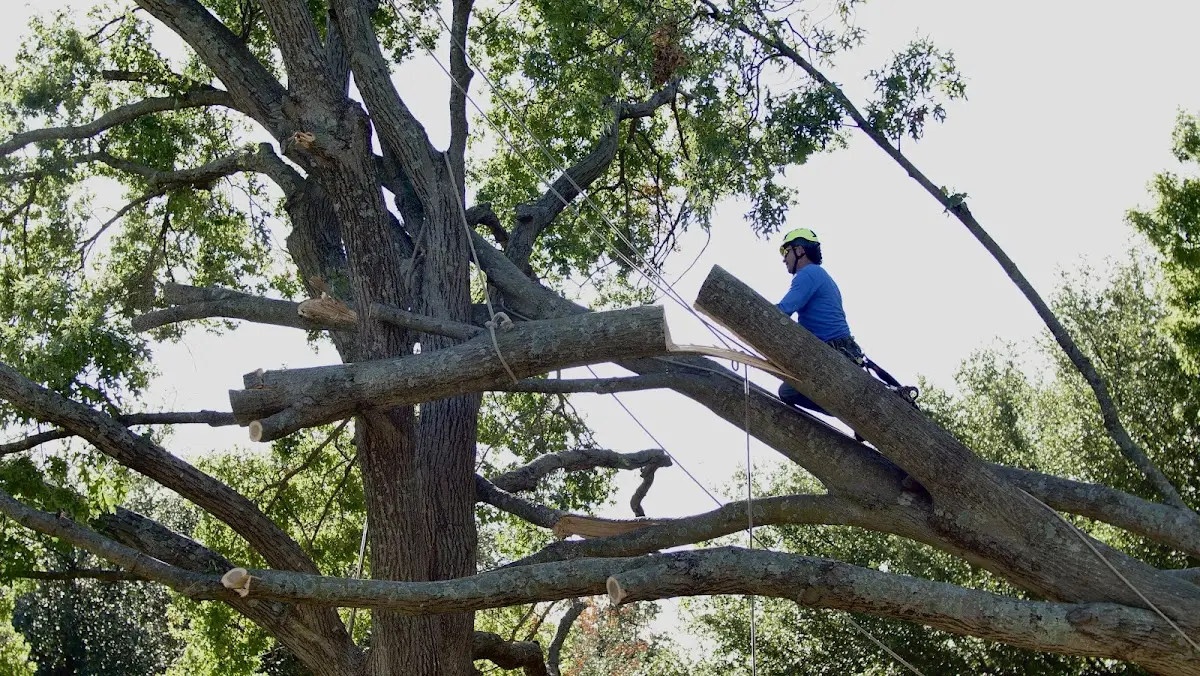 Professional Crown Thinning performed by certified arborists in Ingraham